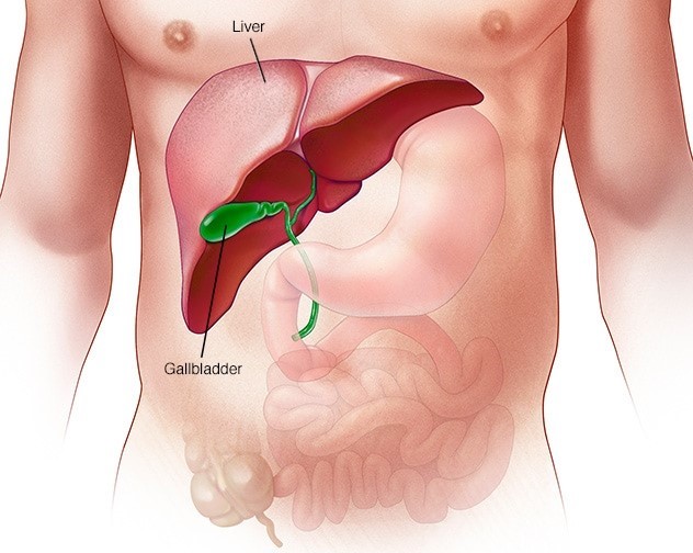 سرطان کبد سرطانی است که از سلول های کبد شروع می شود. کبد عضوی در قسمت بالای سمت راست شکم  در زیر دیافراگم قرار دارد.