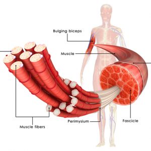 دیستروفی ماهیچه ای امری دریفوس کمیاب است.این اختلال ژنتیکی که به صورت کند پیش می رود و ماهیچه های بازو,پاها,صورت,گردن,ستون فقرات و قلب را تحت تاثیر قرار می دهد.