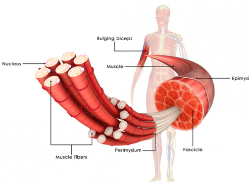 دیستروفی ماهیچه ای امری دریفوس کمیاب است.این اختلال ژنتیکی که به صورت کند پیش می رود و ماهیچه های بازو,پاها,صورت,گردن,ستون فقرات و قلب را تحت تاثیر قرار می دهد.