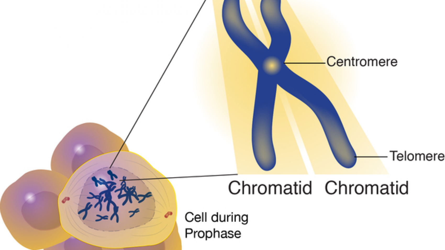 A chromatid is one of two identical halves of a replicated chromosome. During cell division, the chromosomes first replicate so that each daughter cell receives a complete set of chromosomes. Following DNA replication, the chromosome consists of two identical structures called sister chromatids, which are joined at the centromere.
