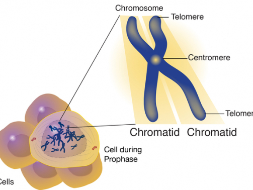 A chromatid is one of two identical halves of a replicated chromosome. During cell division, the chromosomes first replicate so that each daughter cell receives a complete set of chromosomes. Following DNA replication, the chromosome consists of two identical structures called sister chromatids, which are joined at the centromere.